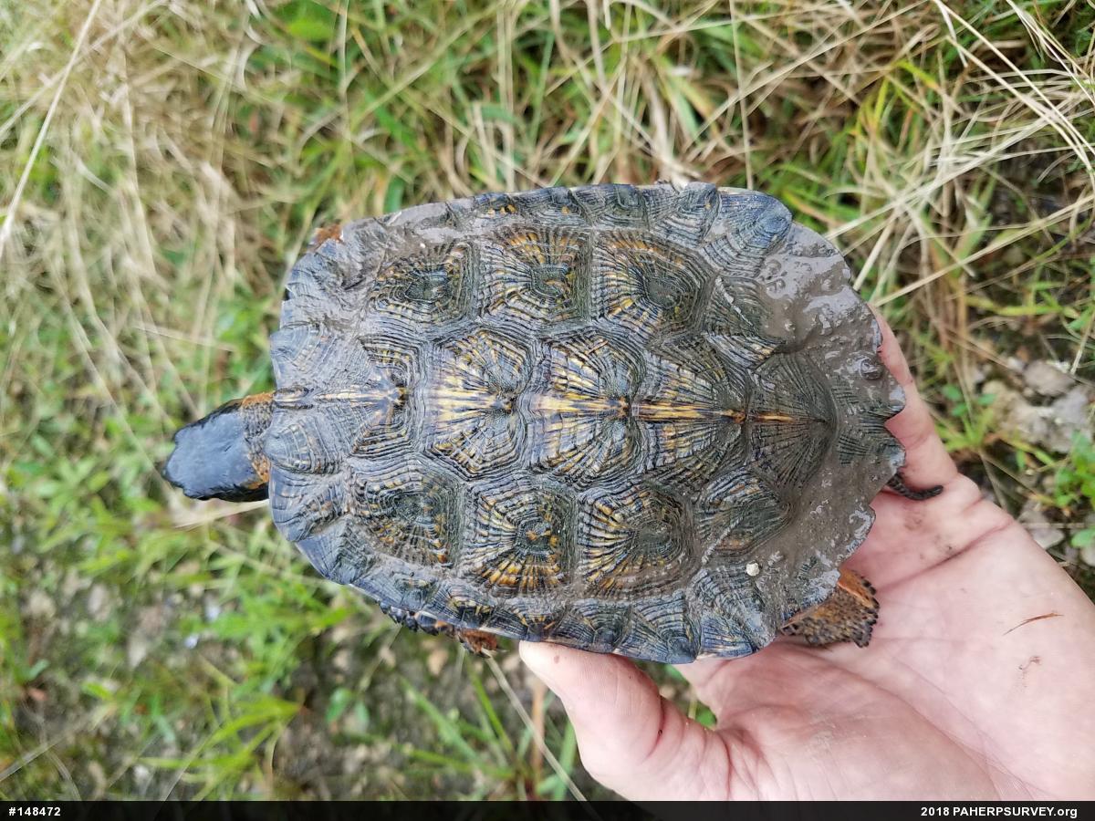 Wood Turtle