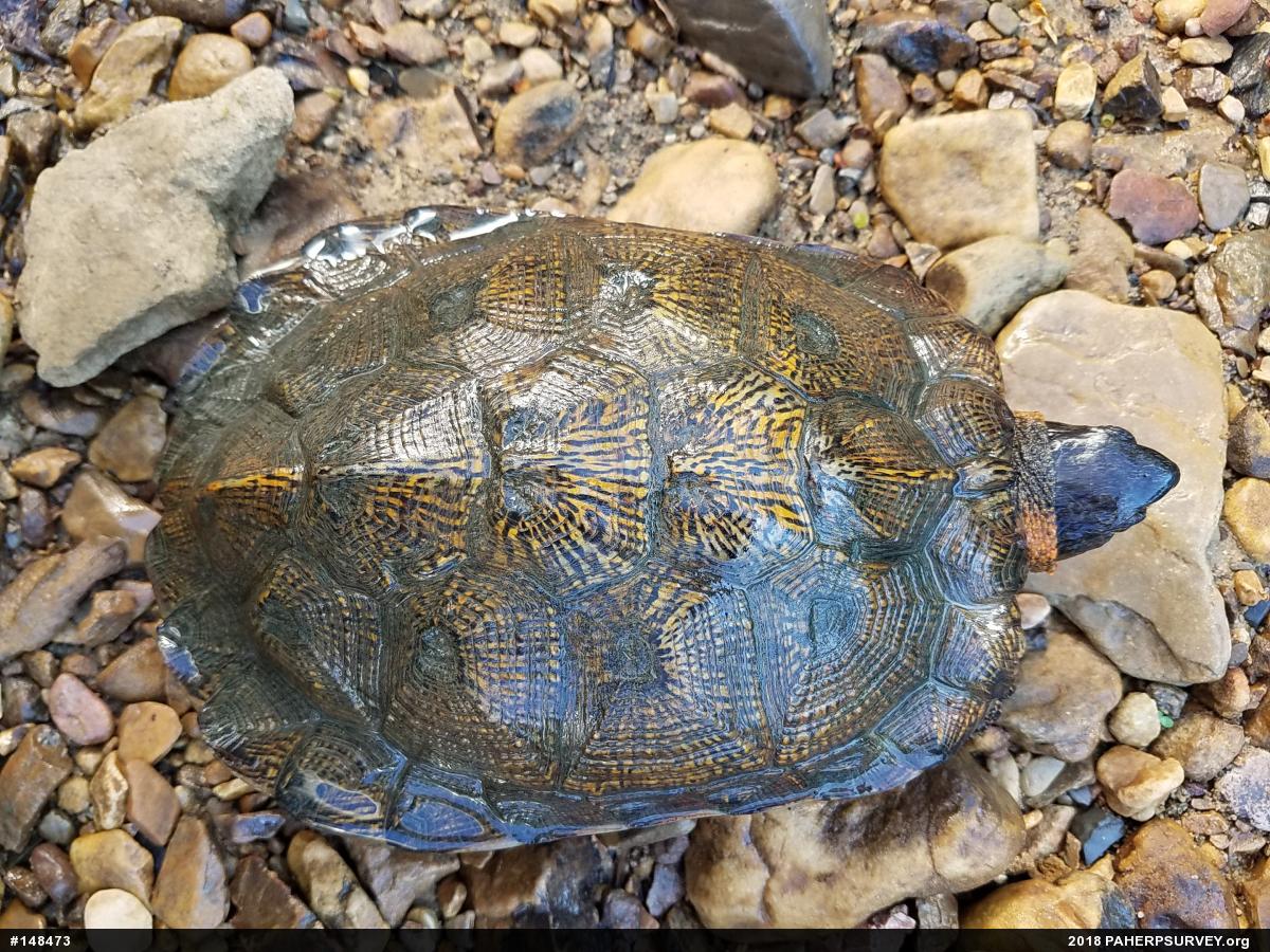 Wood Turtle