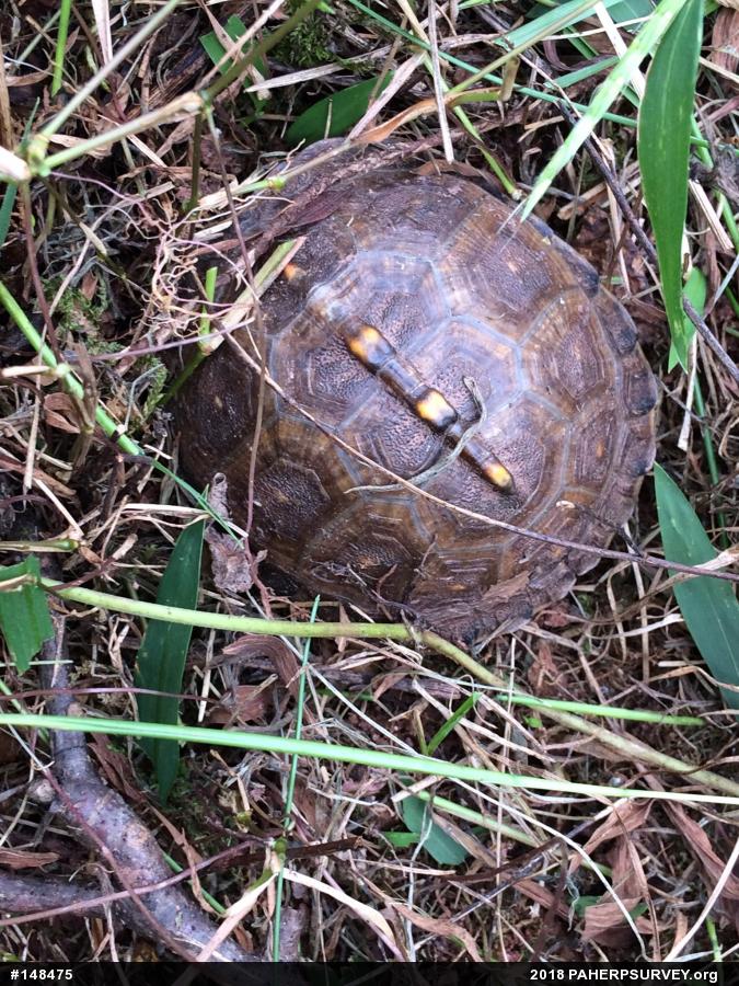 Eastern Box Turtle