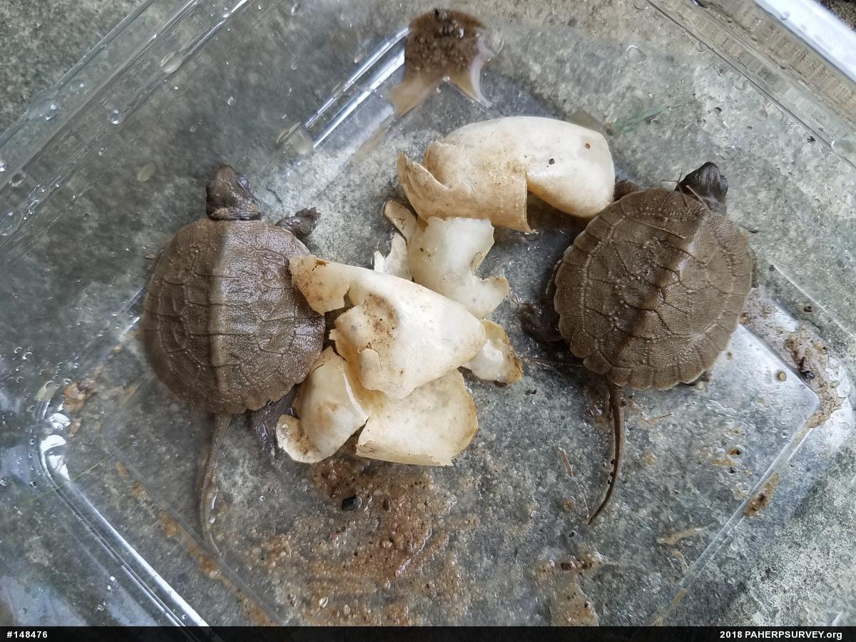 Wood Turtle
