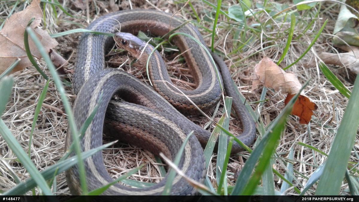 Shorthead Gartersnake