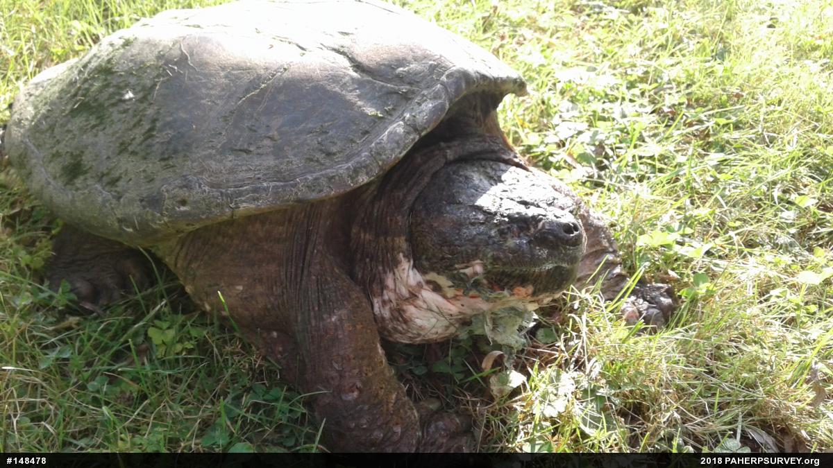 Snapping Turtle