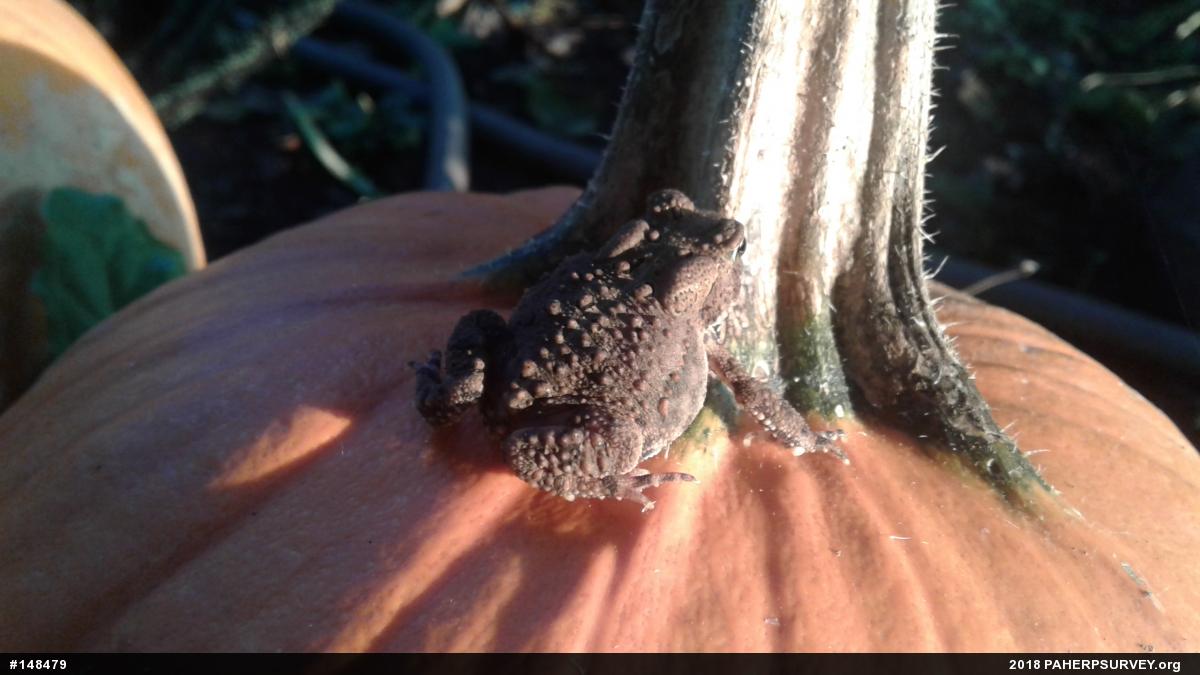 Eastern American Toad
