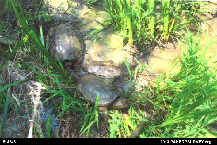 Snapping Turtle