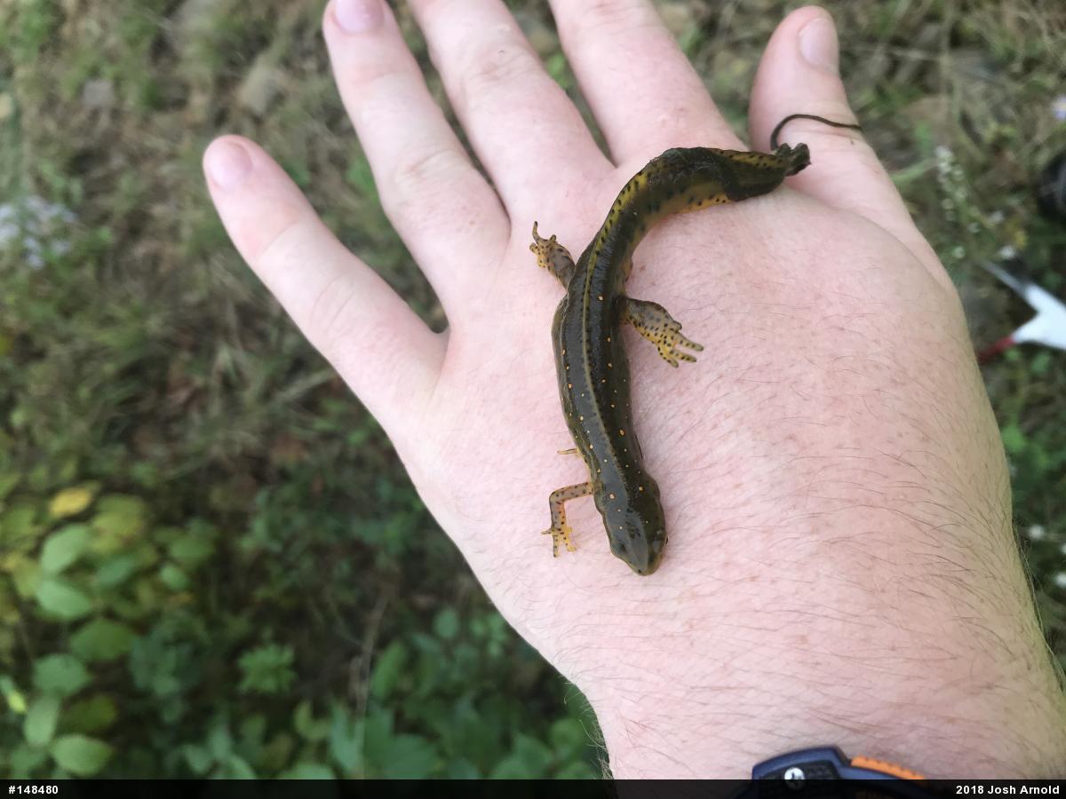 Red-spotted Newt