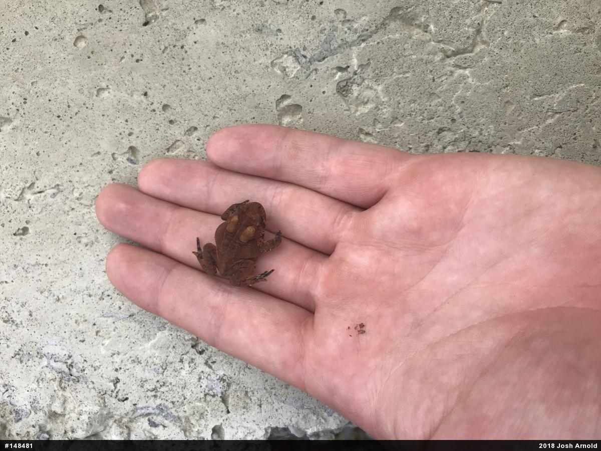 Eastern American Toad
