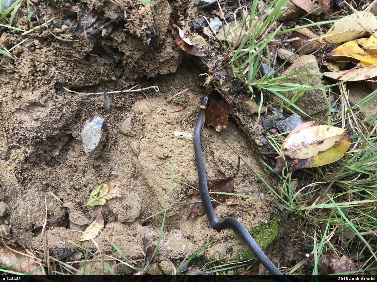 Northern Ring-necked Snake
