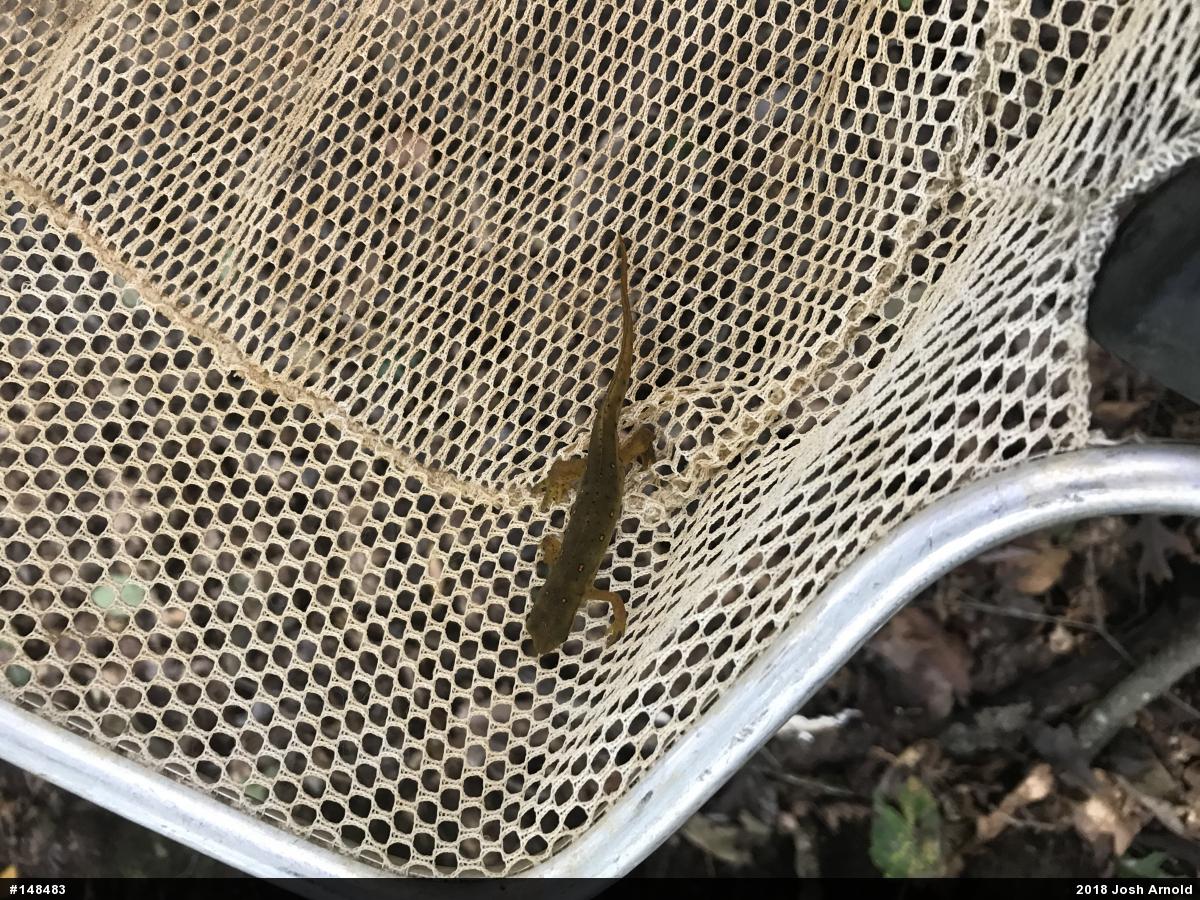 Red-spotted Newt