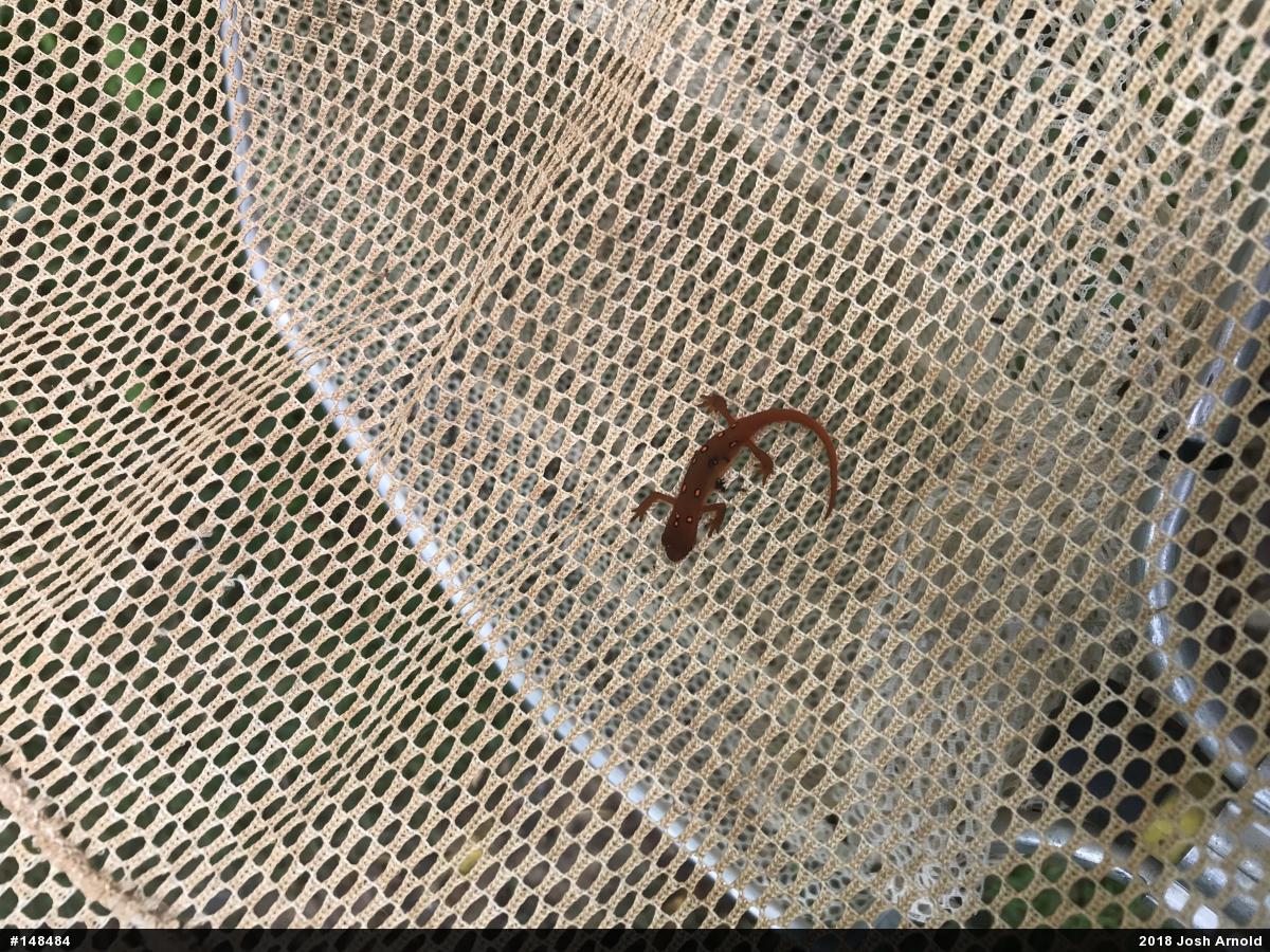 Red-spotted Newt