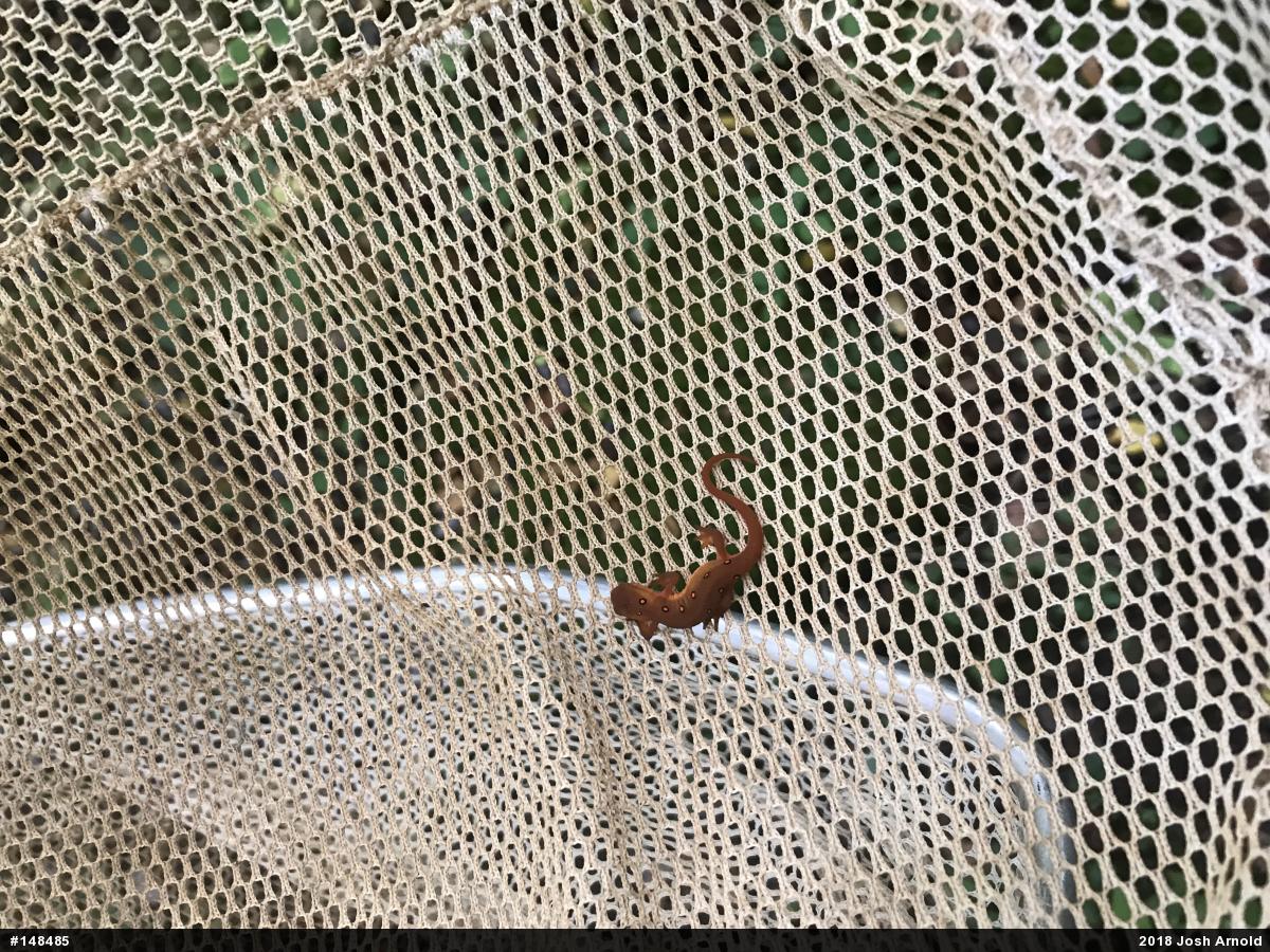 Red-spotted Newt