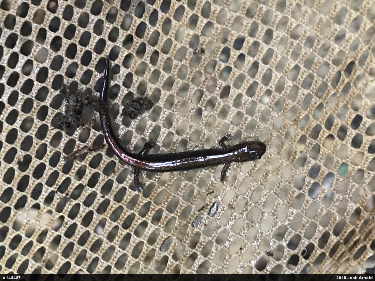 Eastern Red-backed  Salamander
