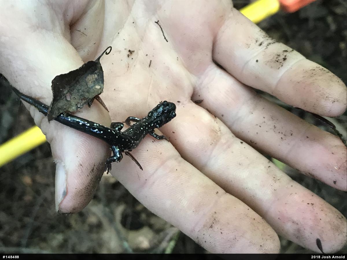 Northern Slimy Salamander