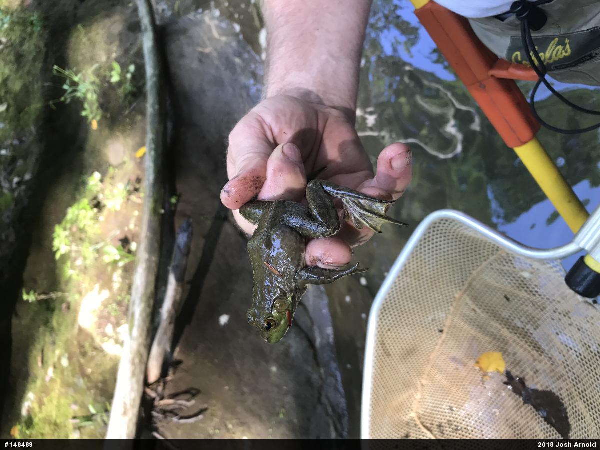 American Bullfrog