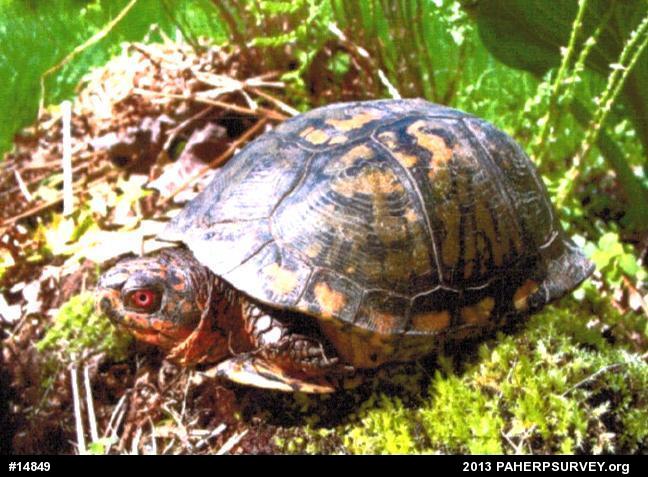 Eastern Box Turtle