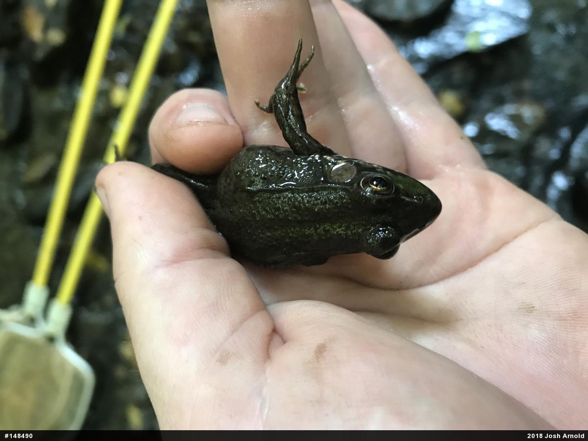 Green Frog