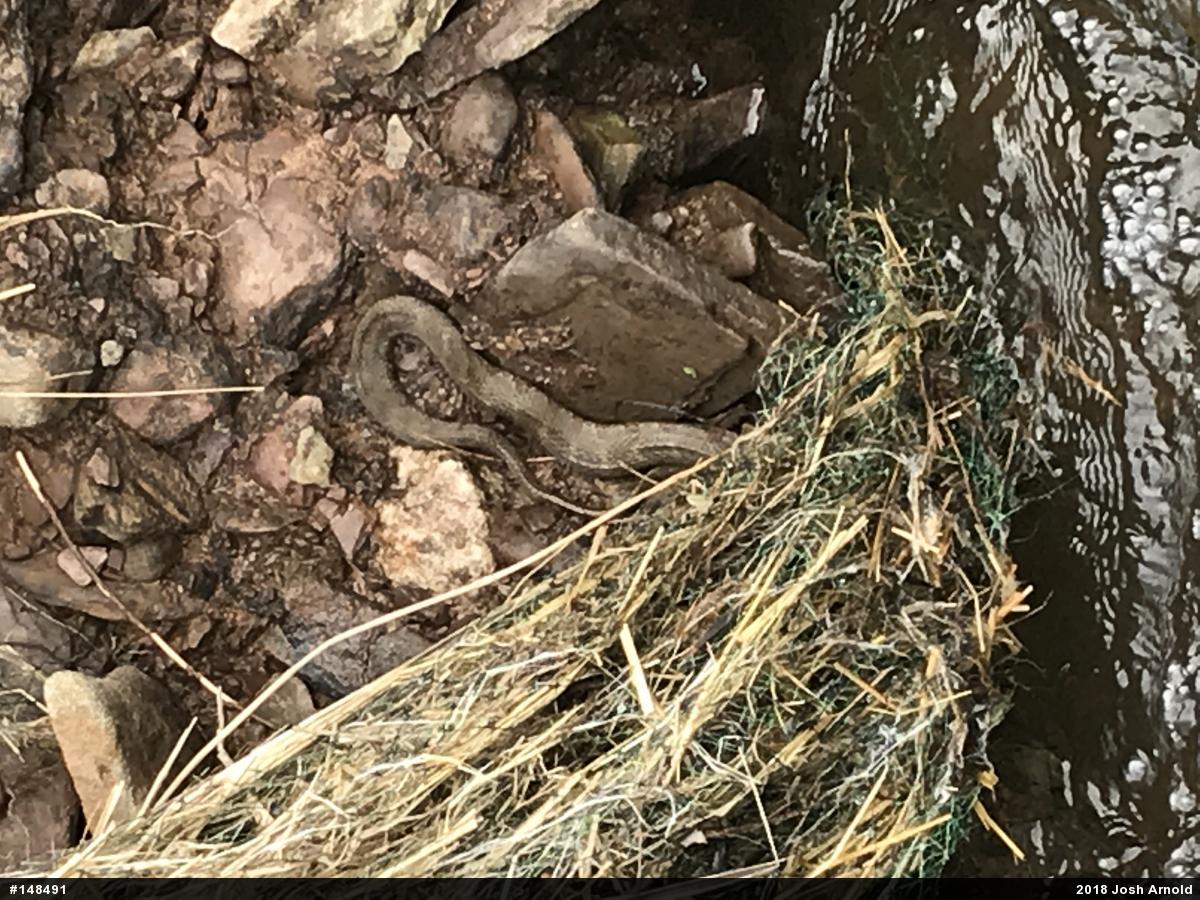 Northern Watersnake
