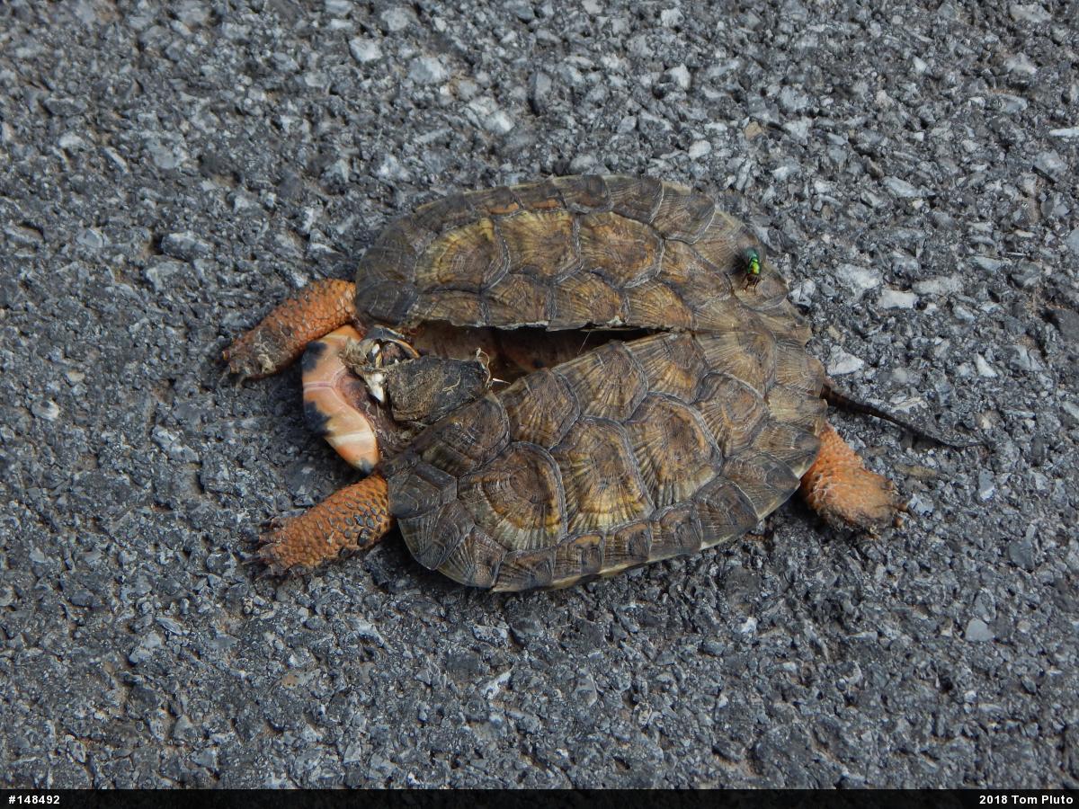 Wood Turtle