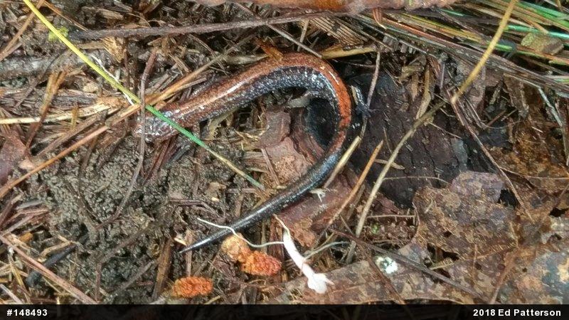 Eastern Red-backed  Salamander