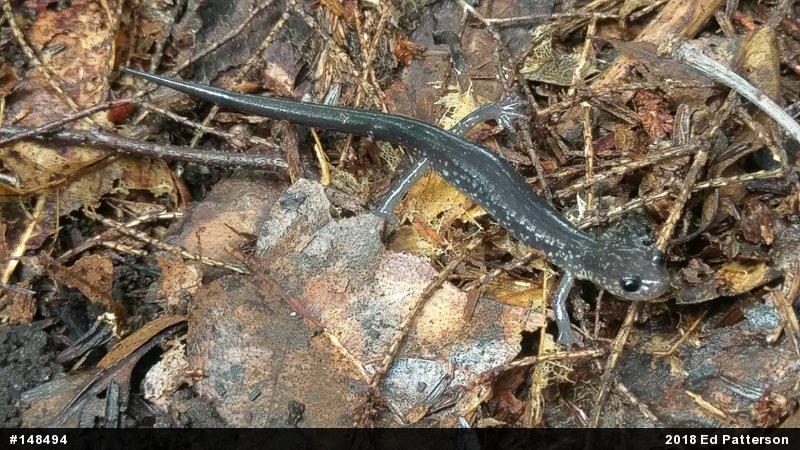 Wehrle's Salamander