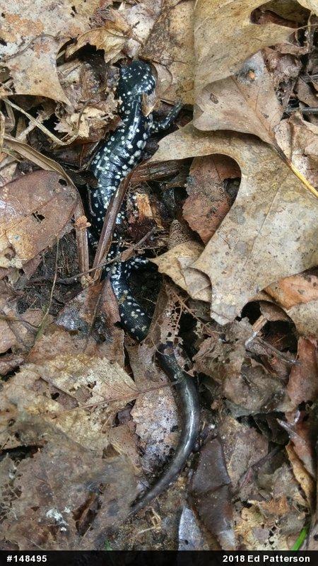 Northern Slimy Salamander