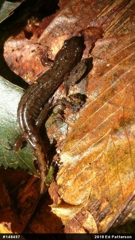 Northern Dusky Salamander