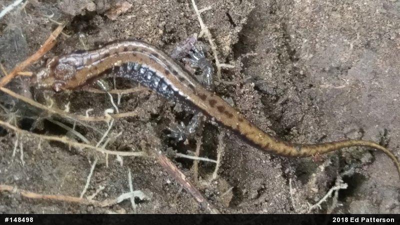 Allegheny Mountain Dusky Salamander