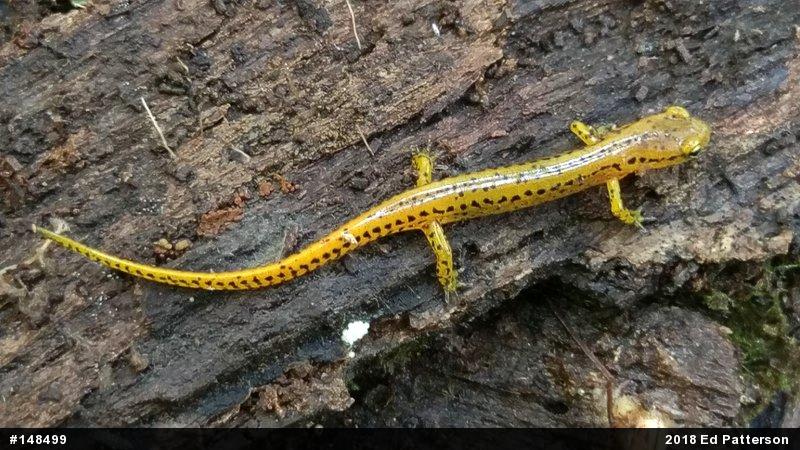 Eastern Long-tailed Salamander
