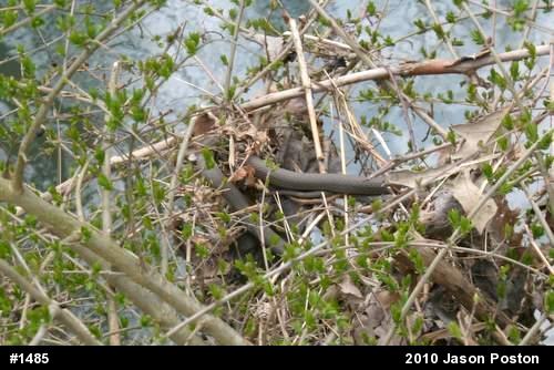 Queensnake
