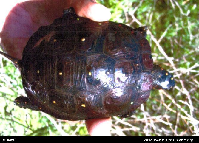 Spotted Turtle