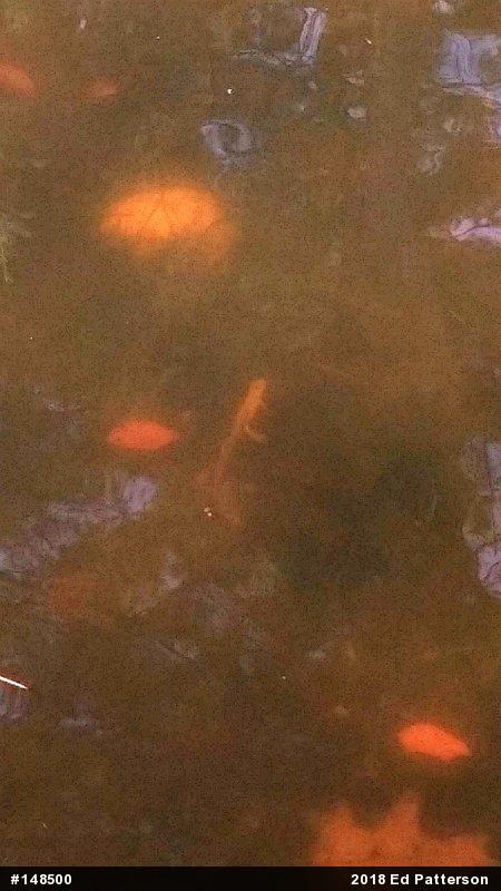 Red-spotted Newt