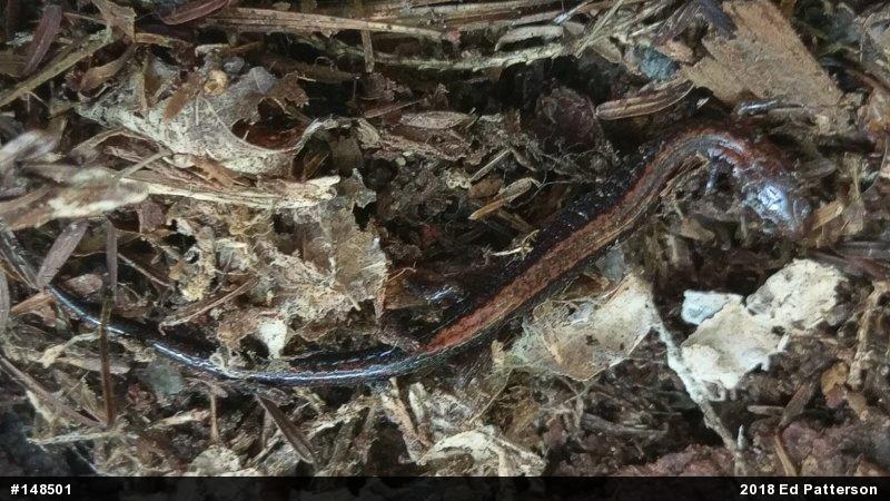 Eastern Red-backed  Salamander