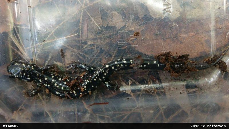 Northern Slimy Salamander