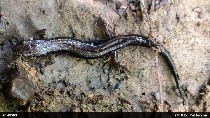Allegheny Mountain Dusky Salamander