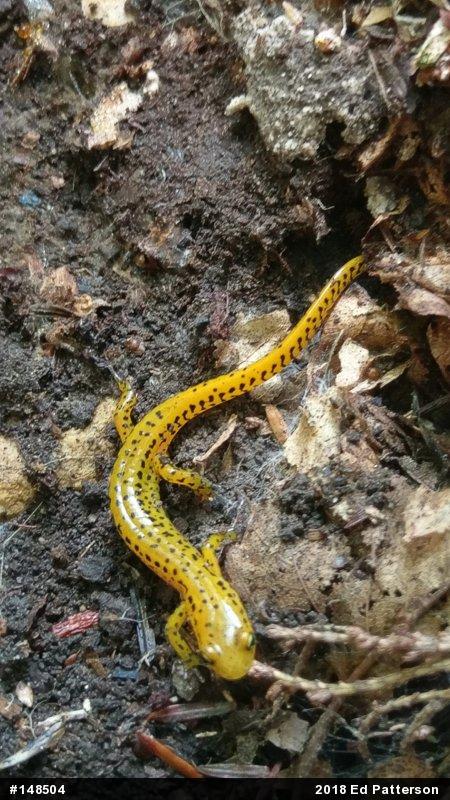 Eastern Long-tailed Salamander