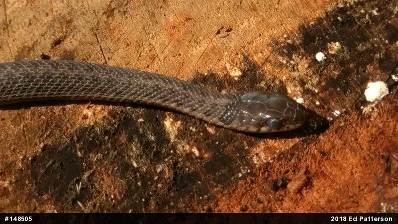 Eastern Gartersnake