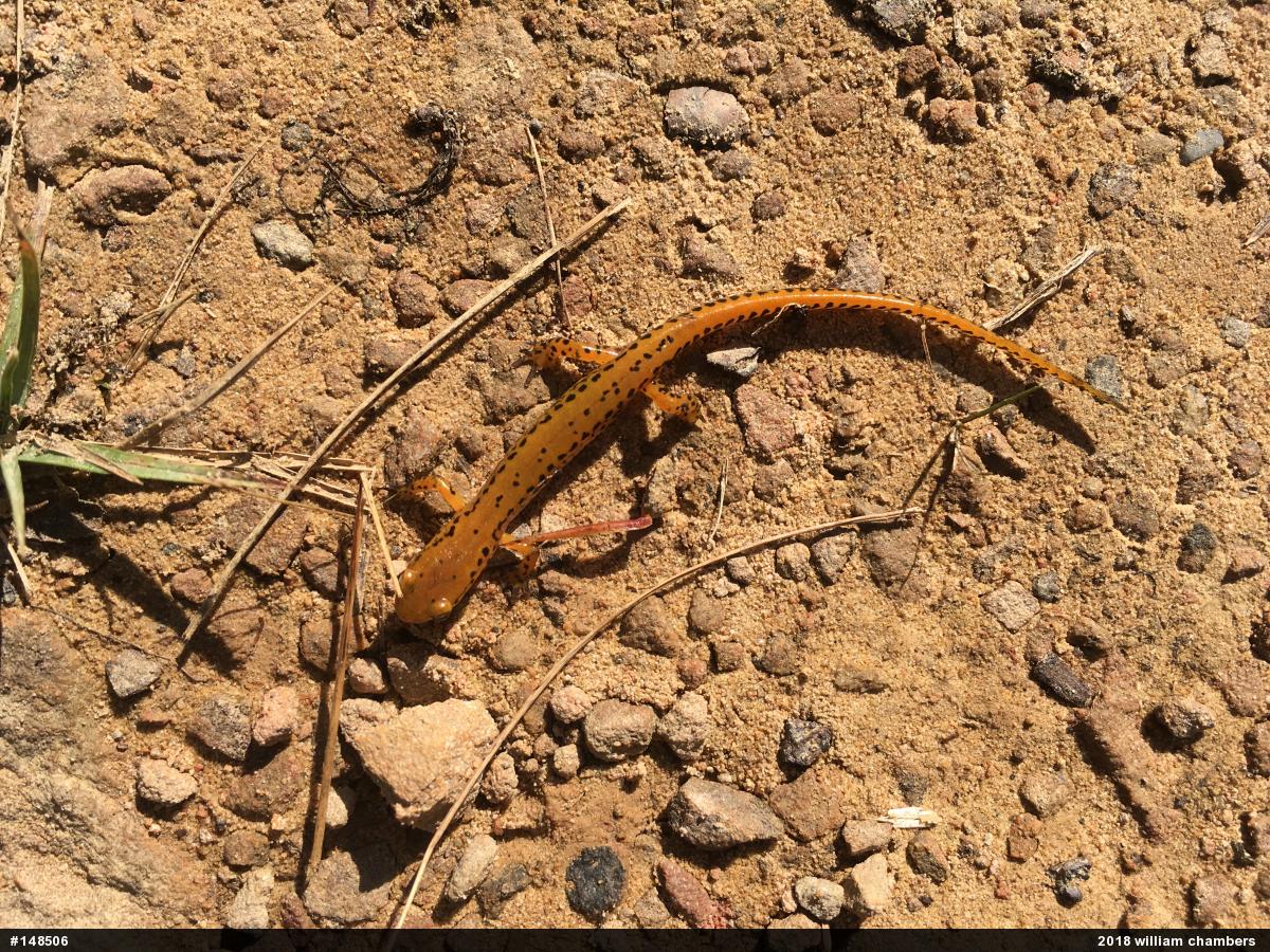 Eastern Long-tailed Salamander