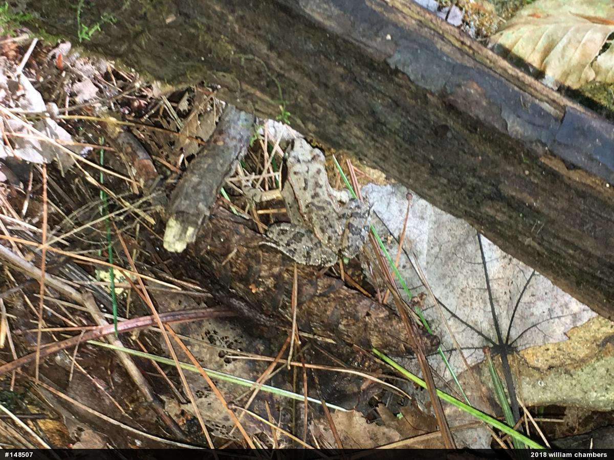 Wood Frog