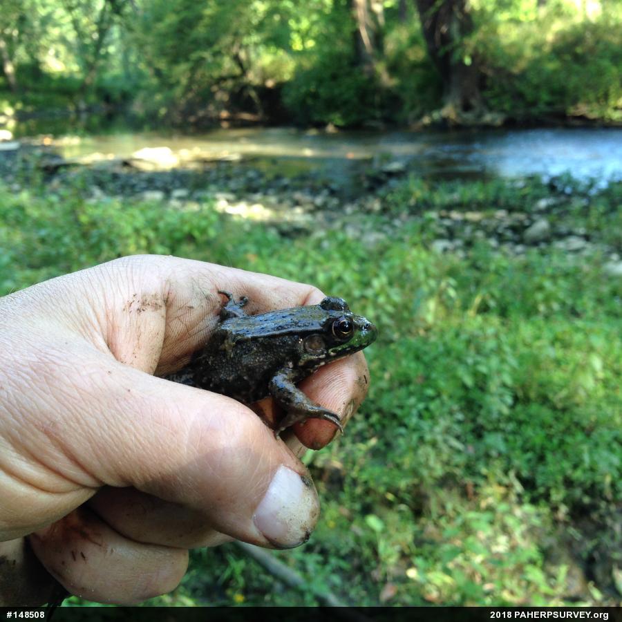 Green Frog