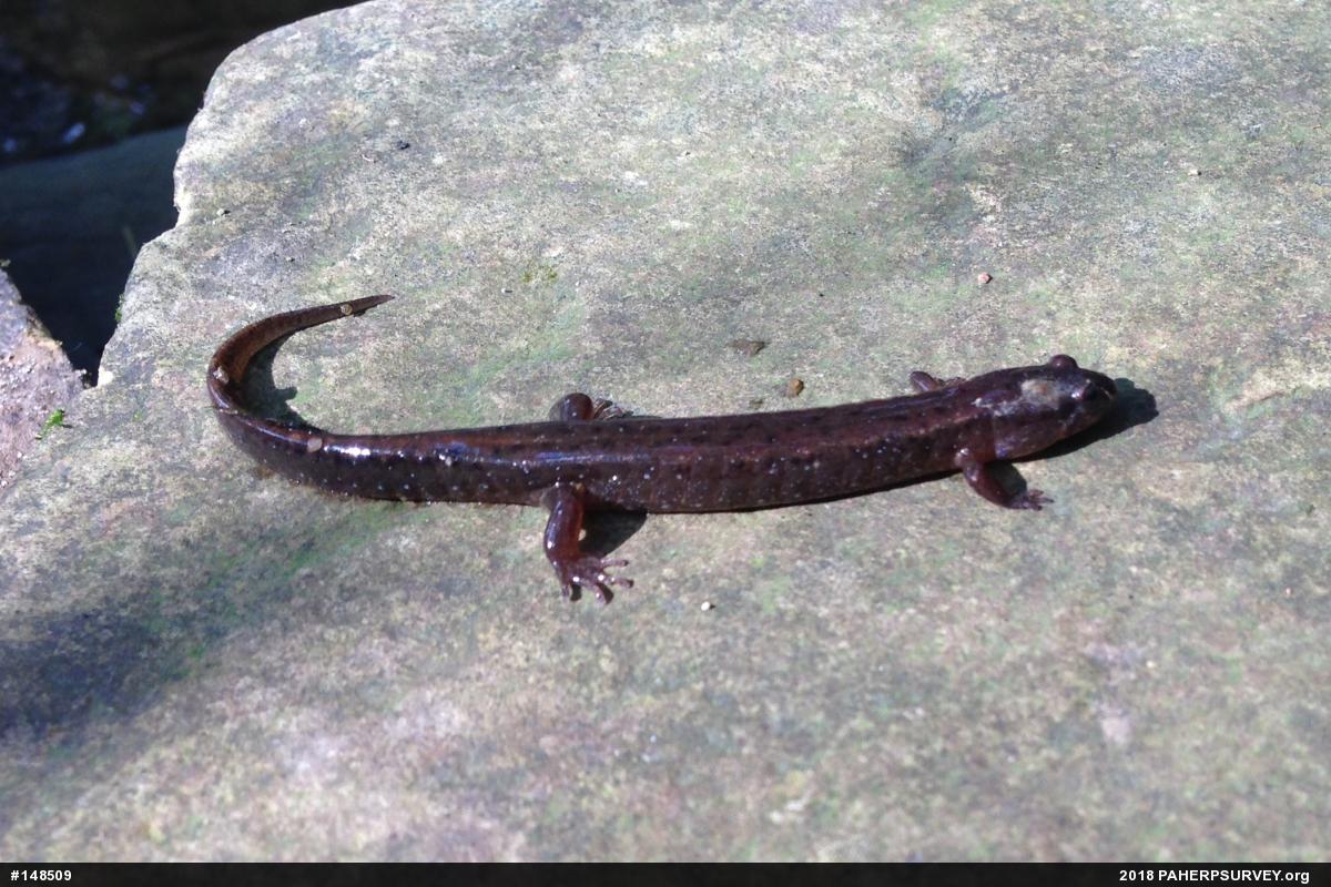 Northern Dusky Salamander