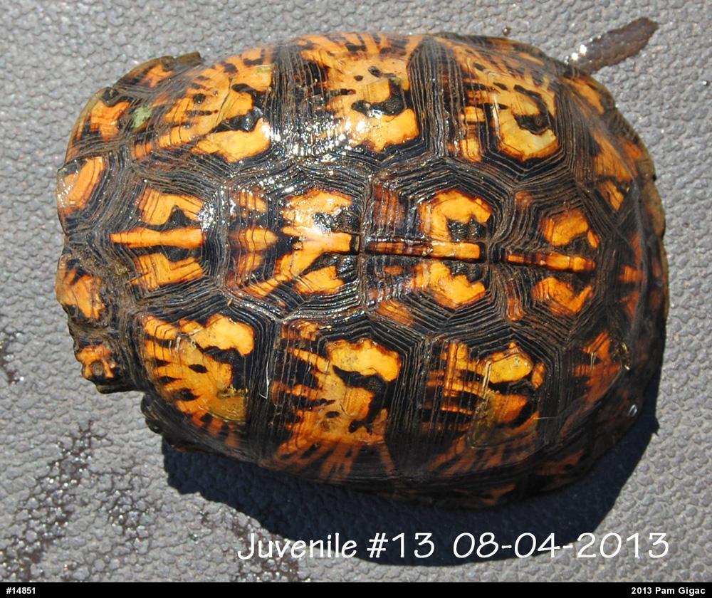 Eastern Box Turtle