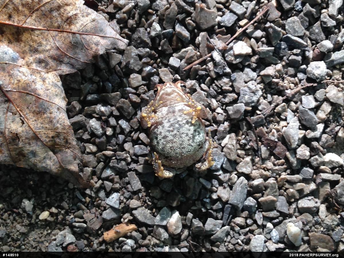 Eastern American Toad