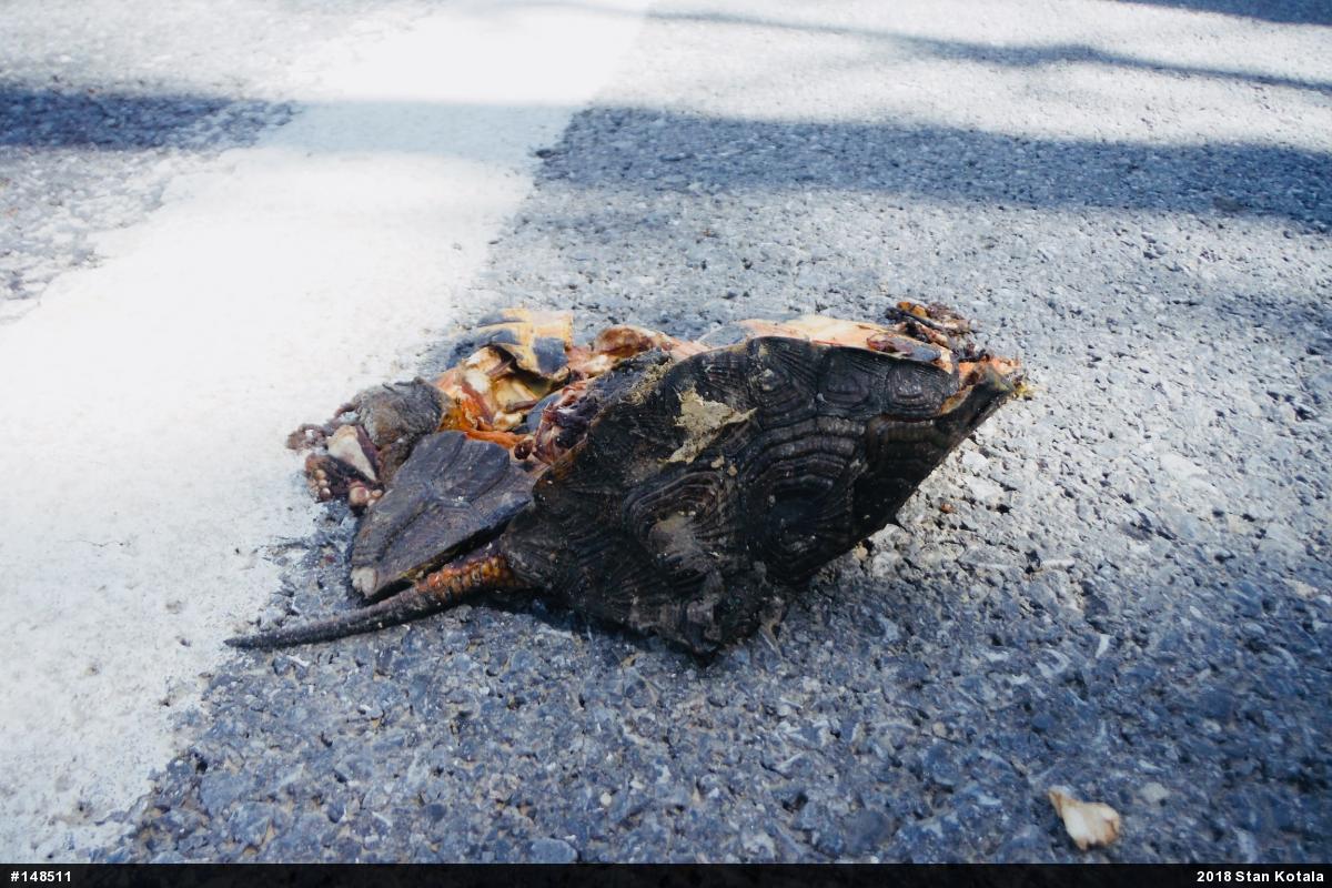 Wood Turtle