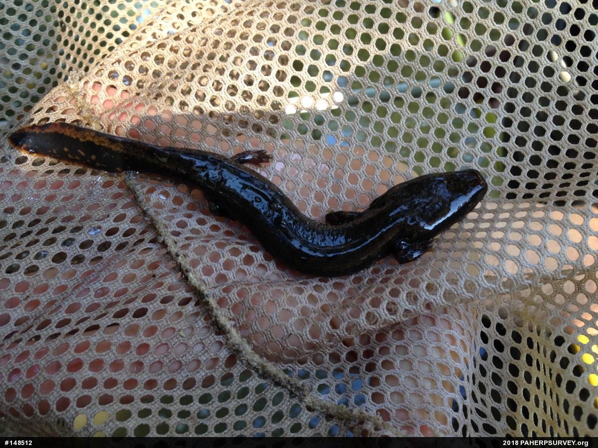 Common Mudpuppy