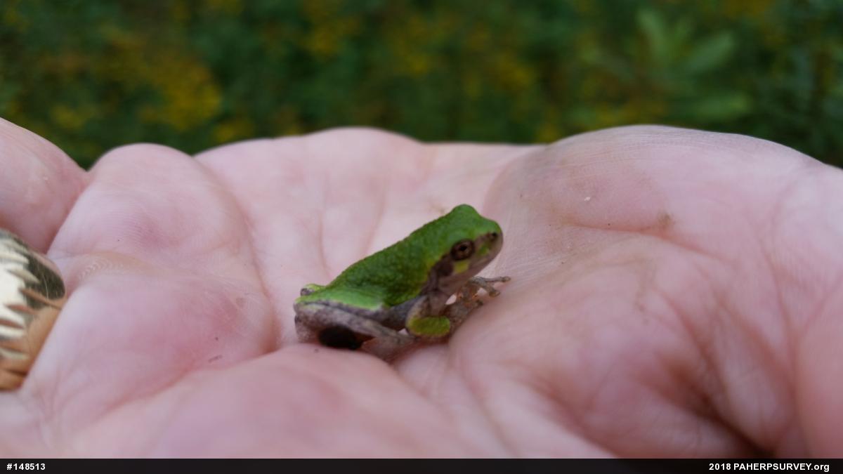 Unknown Gray Treefrog
