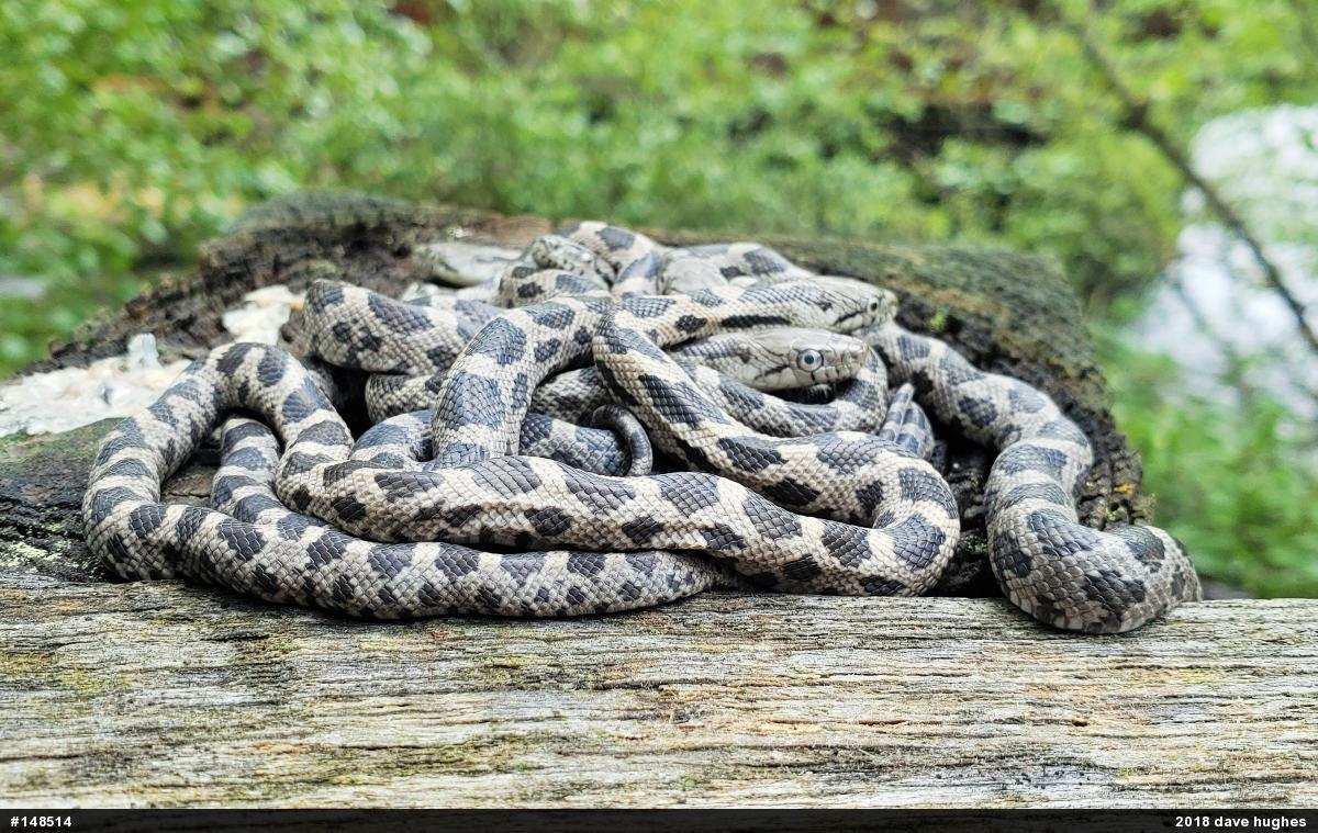 Eastern Ratsnake