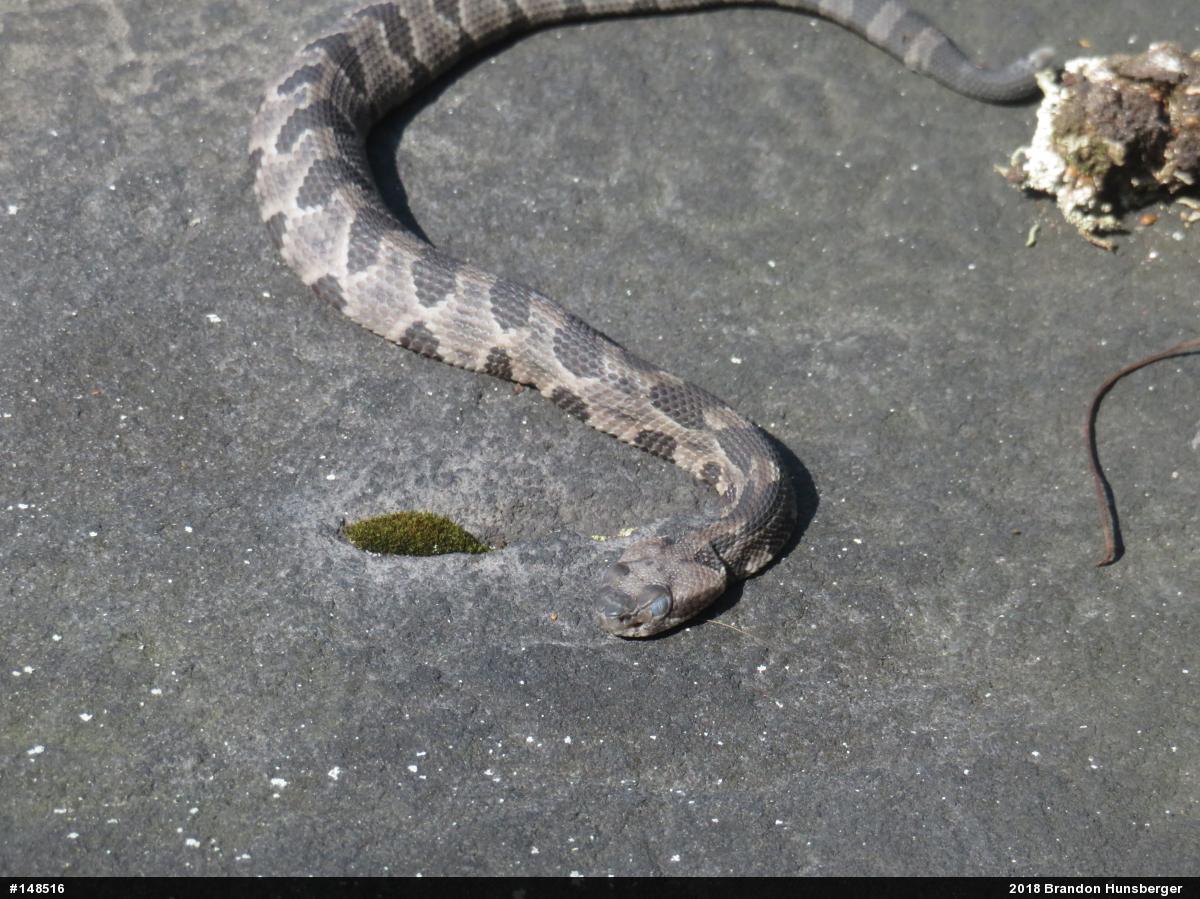 Timber Rattlesnake
