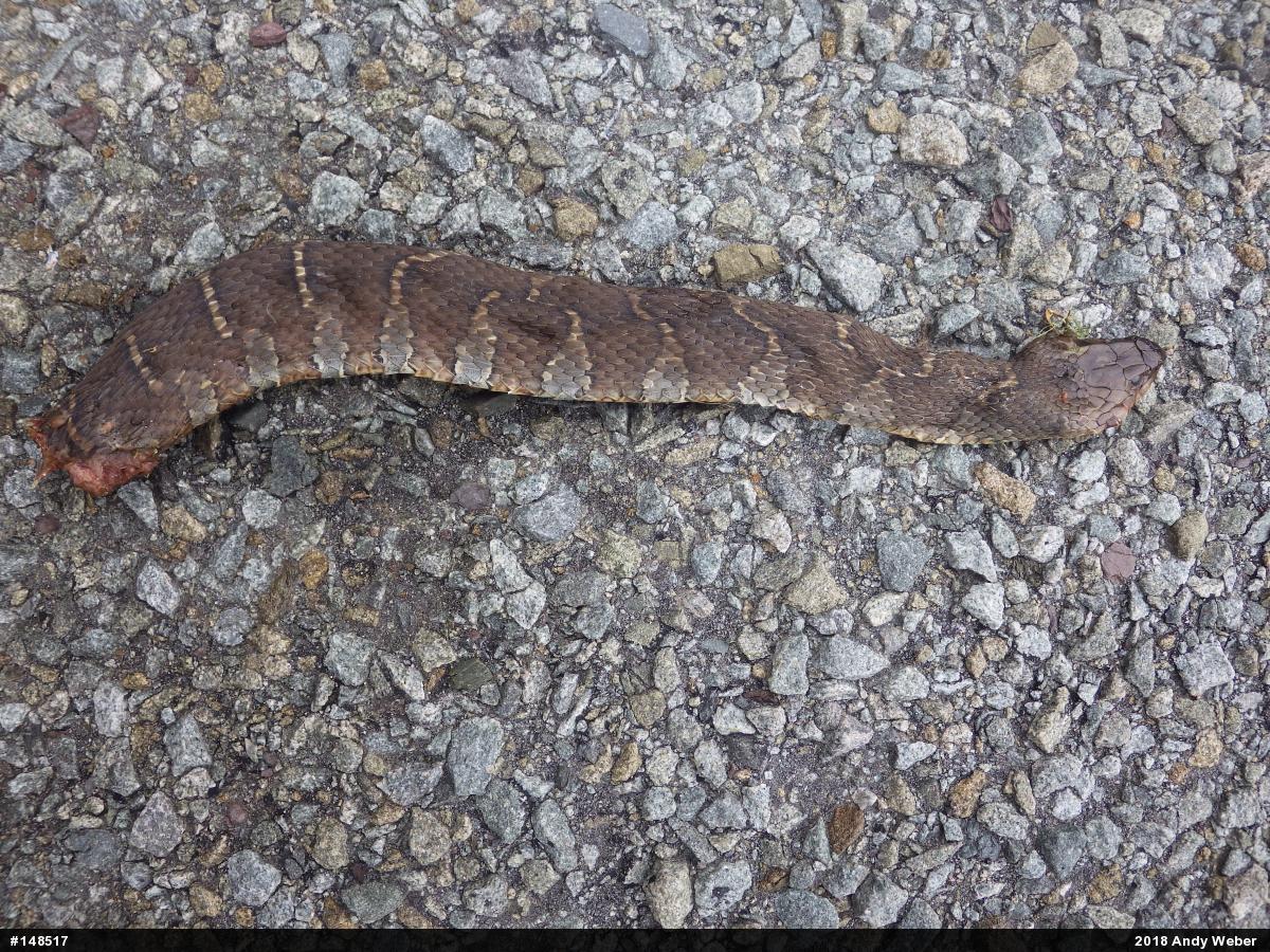Northern Watersnake