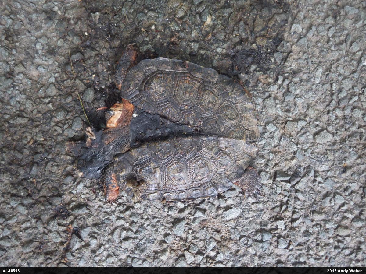 Wood Turtle