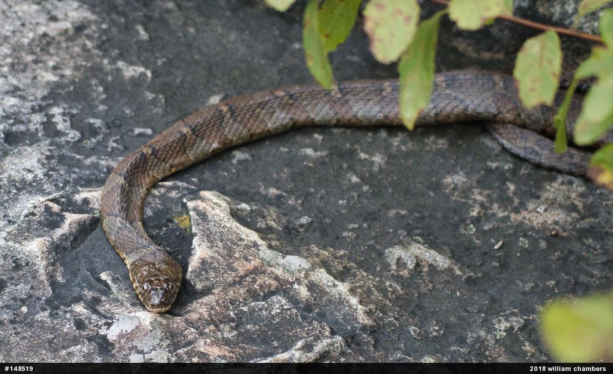 Northern Watersnake