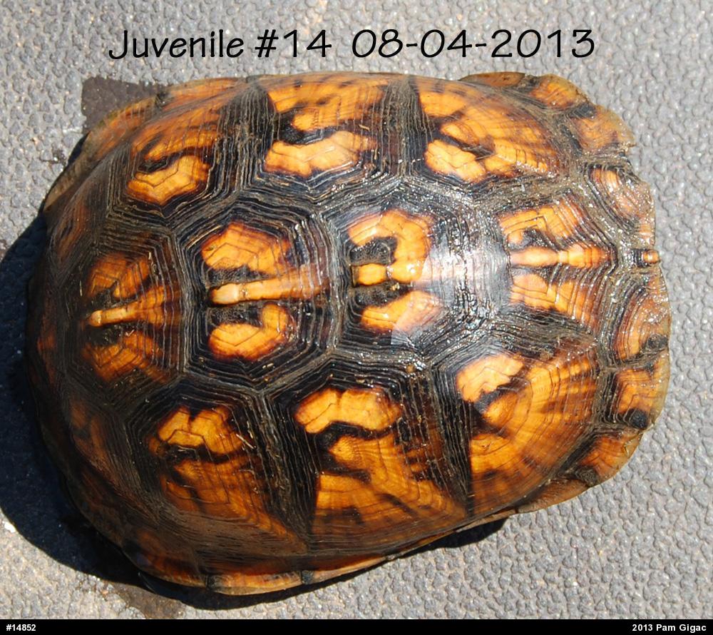Eastern Box Turtle